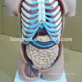 ISO 85CM Sexless Human Torso Model 20 Parts, torso model